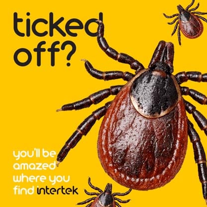 Tick insects